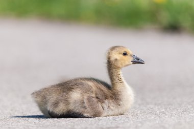 Kanada Kazı (branta canadensis) Gosling