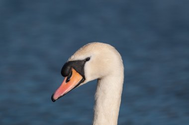 Kuğu (Cygnus rengi) bir su birikintisi üzerinde sessiz