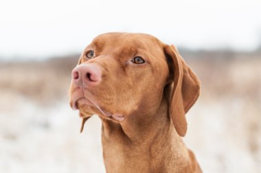 Vizsla Kış Köpeği