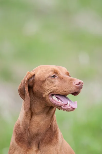 Cão Vizsla (ponteiro húngaro) em um campo verde — Fotografia de Stock