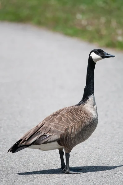 Canada goose staande op een voetpad — Stockfoto