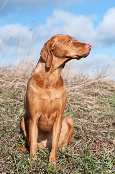 Vizsla Hund in einem Feld — Stockfoto