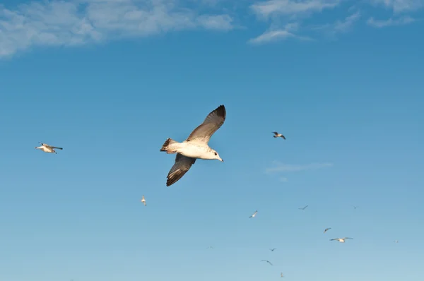 Fiskmåsar i flygning i en blå himmel — Stockfoto