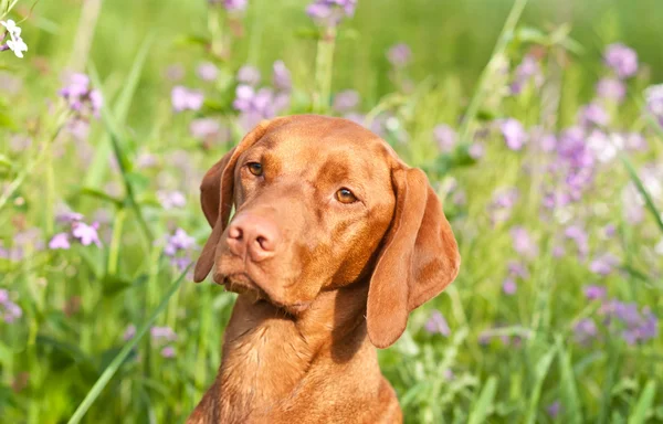 Primer plano Retrato de un perro Vizsla con flores silvestres — Foto de Stock