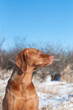 bir alandaki Vizsla köpek