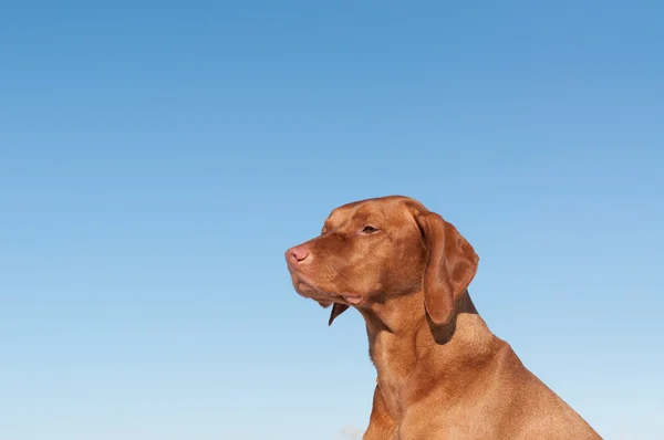 Mavi gökyüzü ile Vizsla köpek (Macar işaretçisi) — Stok fotoğraf