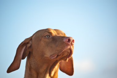 closeup çekim vizsla köpek