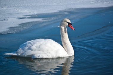 Mute Swan Swimming on an Icy Pond clipart