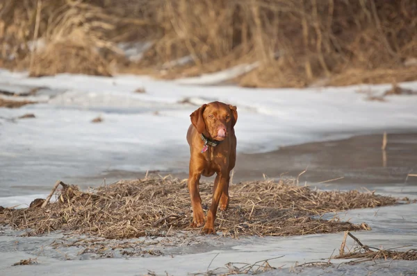 Cão Vizsla em um campo de inverno — Fotografia de Stock