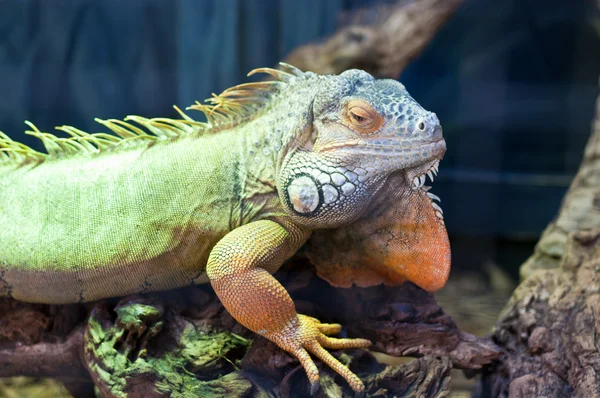 stock image Bearded Dragon