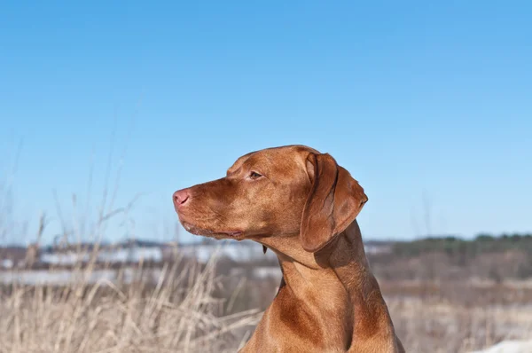 Bir alandaki Vizsla köpek — Stok fotoğraf