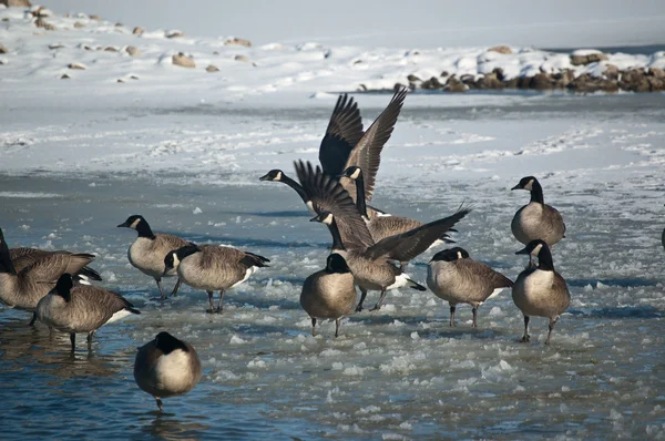 Canada Geese (Branta canadensis) on an icy pond in winter. — Stock Photo, Image