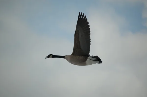 Lone Canada Goose flying in a cloudy sky. — Stock Photo, Image