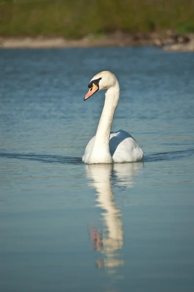 Cisne mudo nadando em uma lagoa — Fotografia de Stock