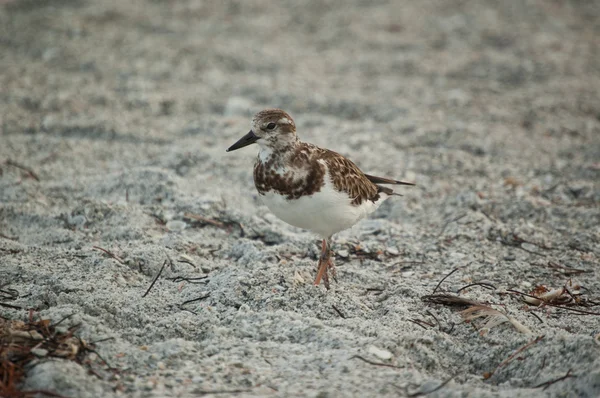 Bir florida plaj kum kuşu — Stok fotoğraf