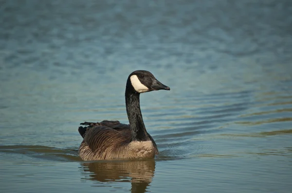 Swimming Canada Goose (Branta canadensis) — Stock Photo, Image