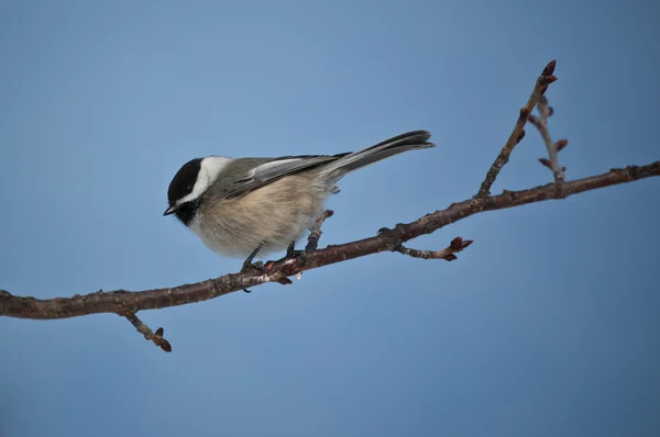 Black-capped Chickadee perched on a branch — Stock Photo, Image