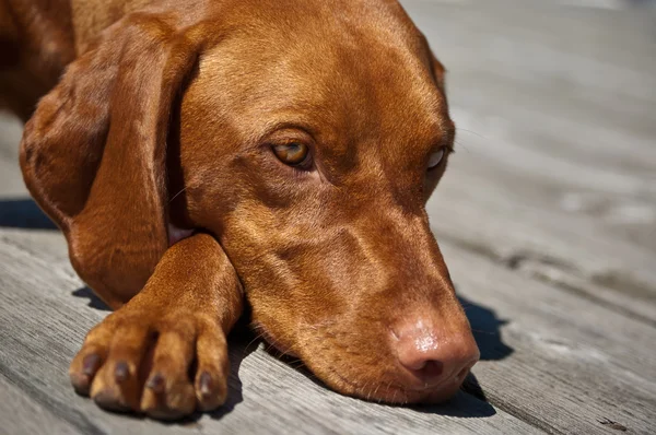 Vizsla Dog Closeup — Stock fotografie