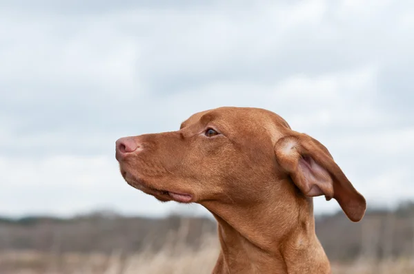 Cão Vizsla (ponteiro húngaro) em um campo — Fotografia de Stock