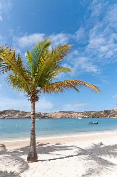 Palma de coco en una playa del Caribe — Foto de Stock