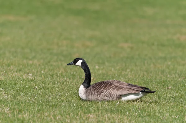 Canada goose (branta canadensis) zittend op het gras. — Stockfoto