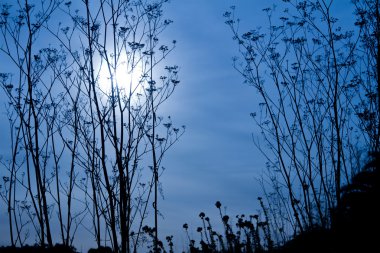 Moon Lit Wilderness clipart