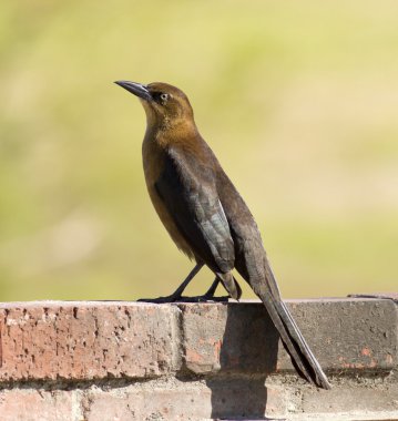 California grackle kuş