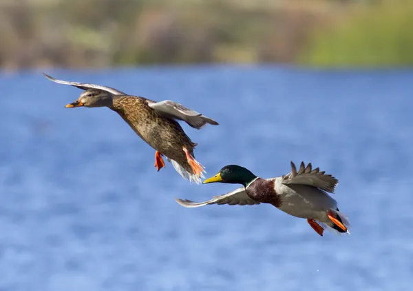 Krzyżówka kaczki para lądowania — Zdjęcie stockowe