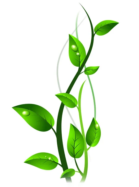 Brote verde con gotas en las hojas — Vector de stock