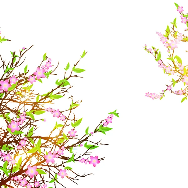 Cherry blossom — Stock Vector