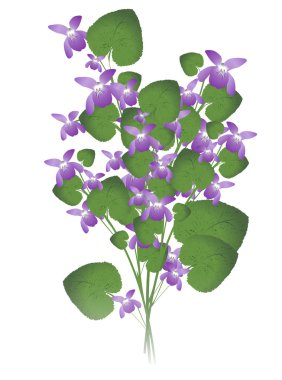 Wild violet clipart