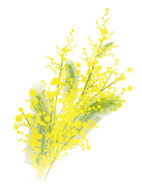 Mimosa clipart