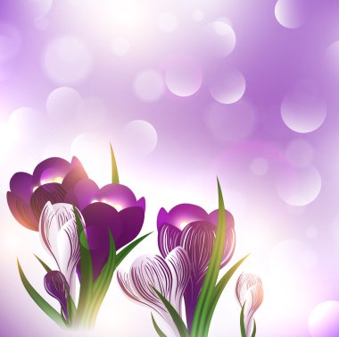 Crocus flower clipart