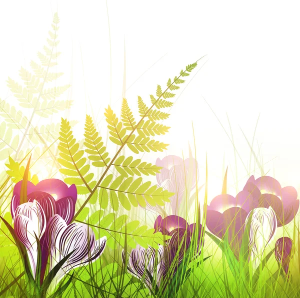 Pring meadow with crocus flowers — Stock Vector