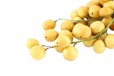 kuyruğu beyaz zemin üzerine sarı langsat odak grup.