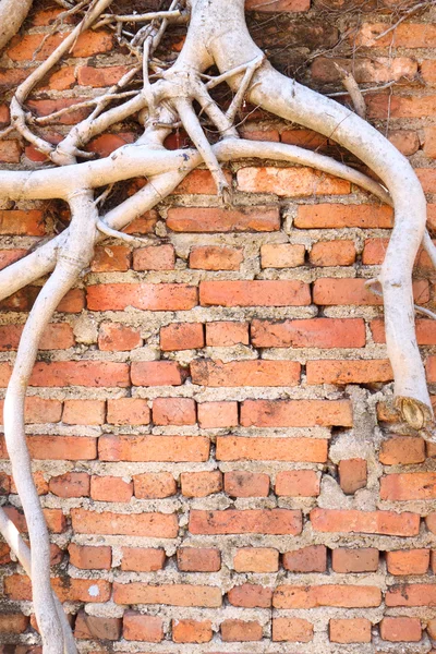 stock image Antique brick wall with dry root tree.