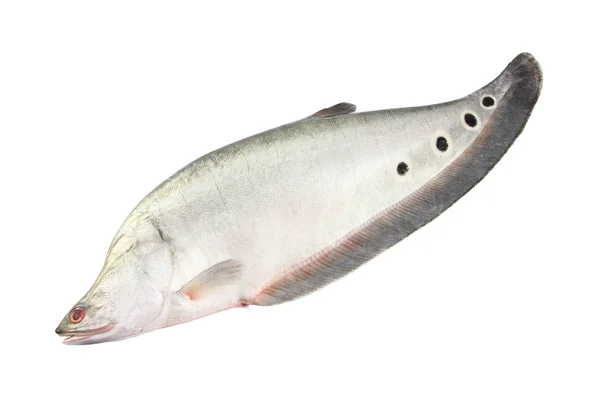 Un singur pene pește pe fundal alb . — Fotografie, imagine de stoc