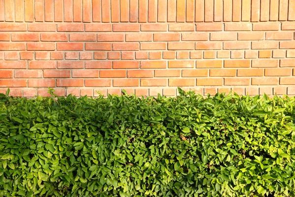 Garden brick and plant border wall. — Stock Photo, Image