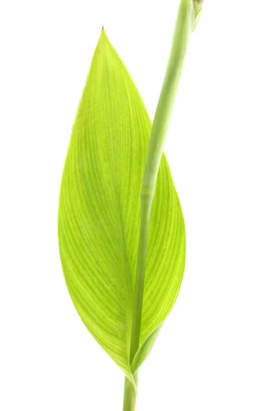 Canna lily leaf on white background. — Stock Photo, Image