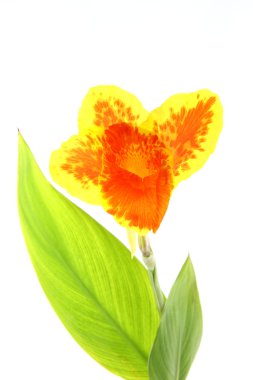 canna lily turuncu ve sarı çiçek.