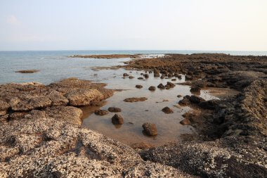 Rock deniz kabuğu Plajı deniz larn Adası.