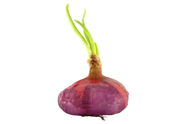 stock image Raw dirty shallot onion growth front view on white background.