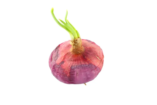 Raw dirty shallot onion growth top view on white background. — Stock Photo, Image