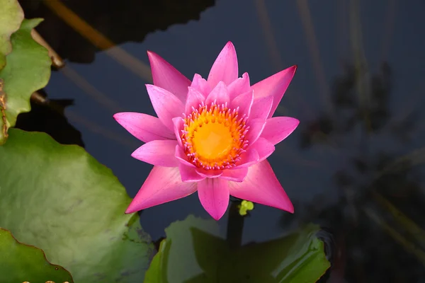 Pembe nilüfer çiçeği — Stok fotoğraf