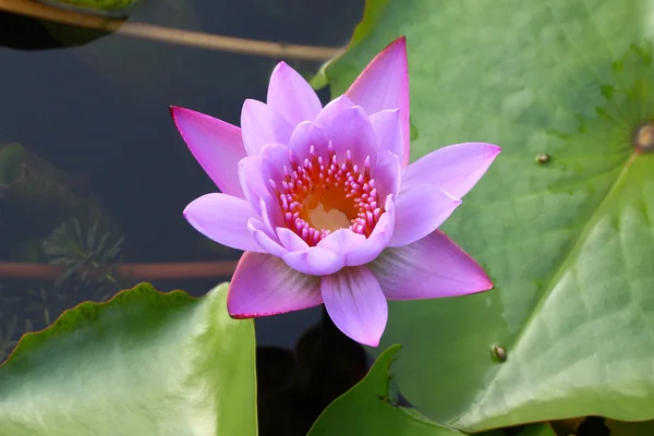 Violett lotusblomma i skuggiga damm. — Stockfoto