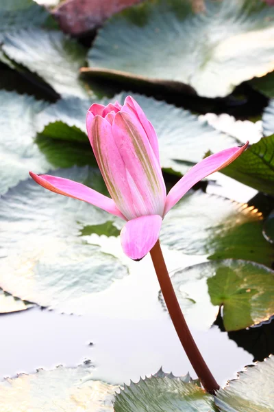 Pembe yakın lotus çiçeği gölet. — Stok fotoğraf