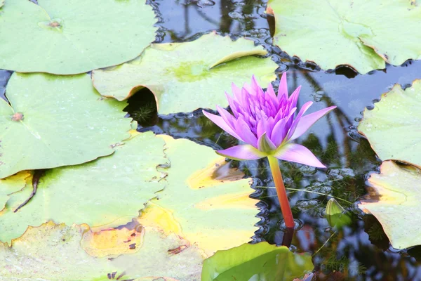 Gölette mor nilüfer çiçeği. — Stok fotoğraf