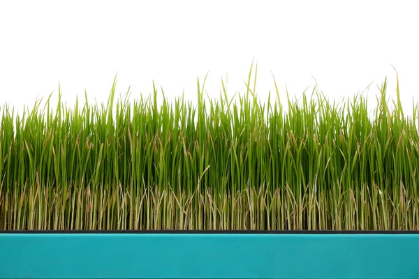 Plante tinere de orez verde în oală pe fundal alb . — Fotografie, imagine de stoc
