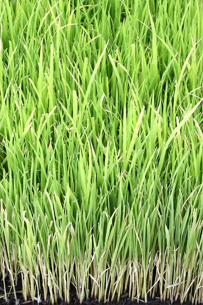 Молодое рисовое растение в естественном поле . — стоковое фото