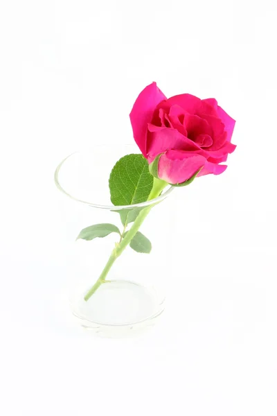 Rosa Rose in Glas auf weißem Hintergrund. — Stockfoto